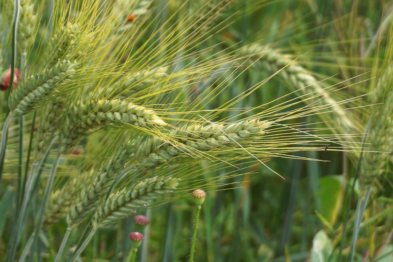 /biblioteche/.content/Immagini_News/wheat-9704240_1280.jpg